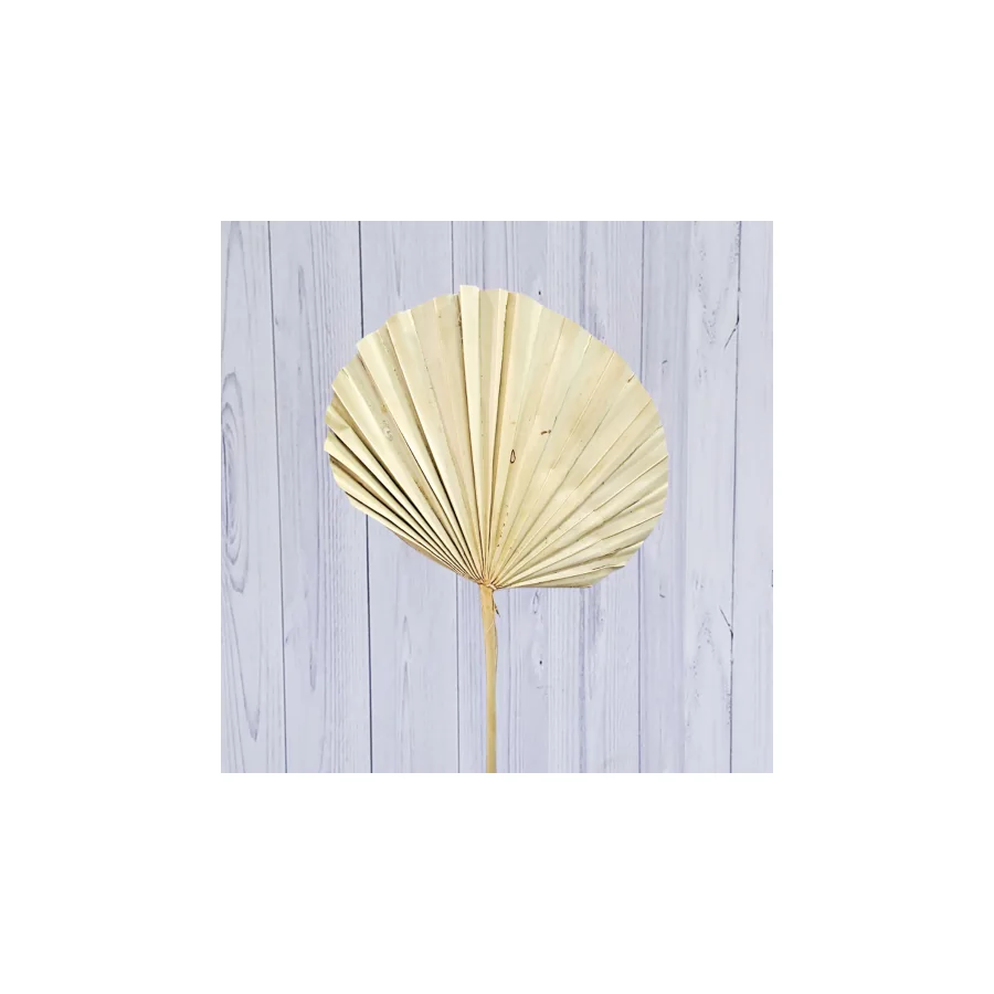 Fan Palm – per bunch